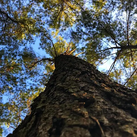 Ferienhaus Strandliebe 200m Zum